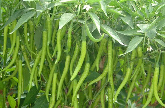 Hybrid Chilli
