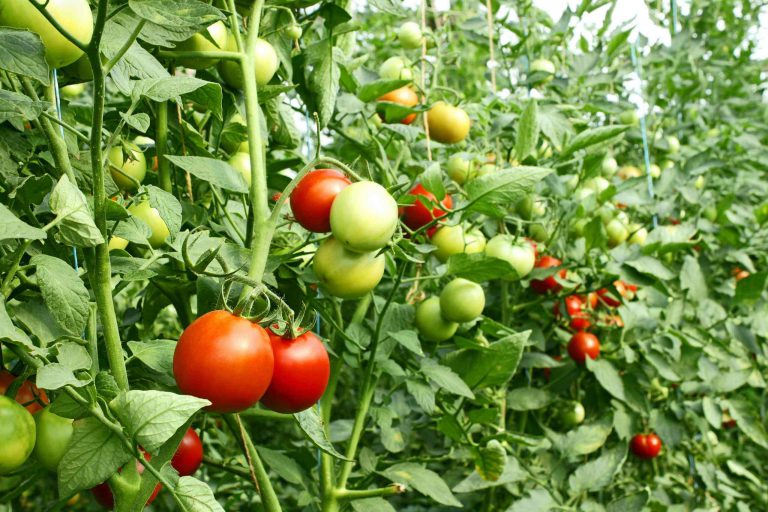 Hybrid Tomato