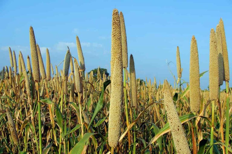 Hybrid Millet