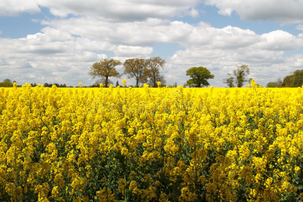 Hybrid Mustard