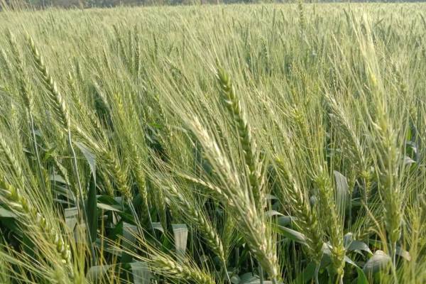Improved Wheat